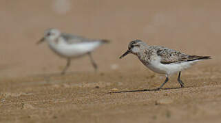 Sanderling