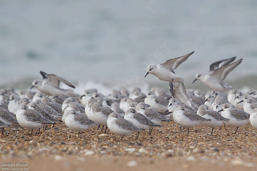 Bécasseau sanderling, Comportement