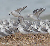 Bécasseau sanderling