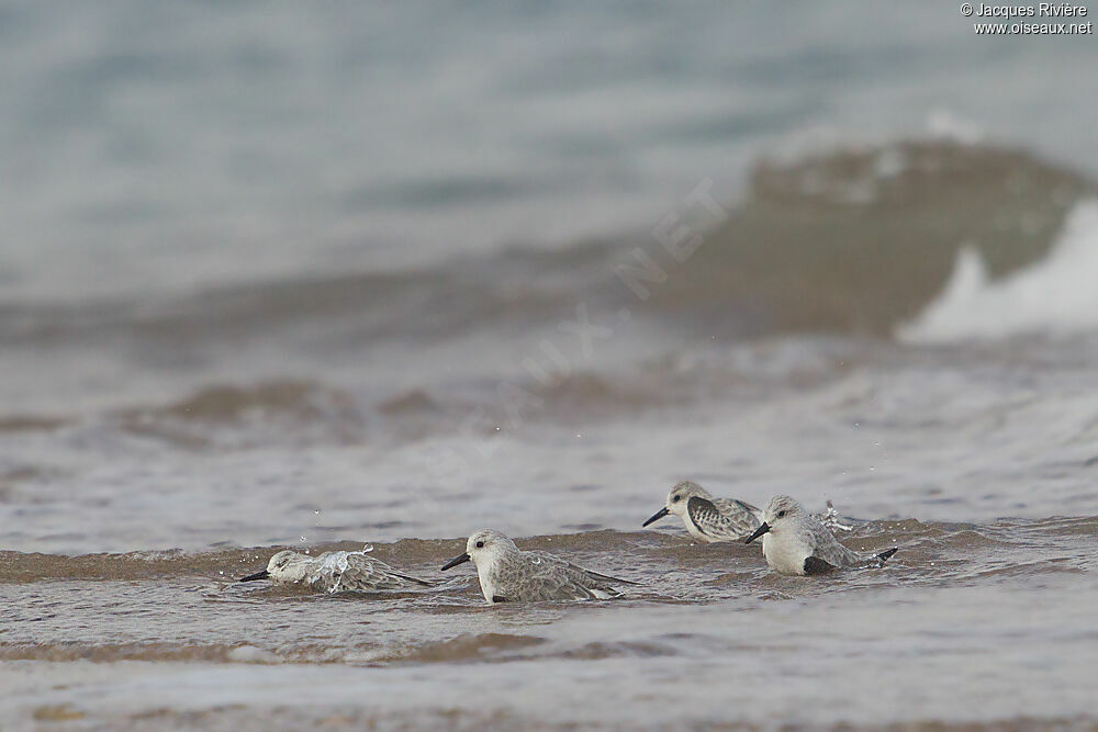 Bécasseau sanderling, Comportement