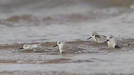 Bécasseau sanderling