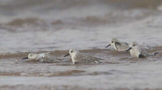 Bécasseau sanderling