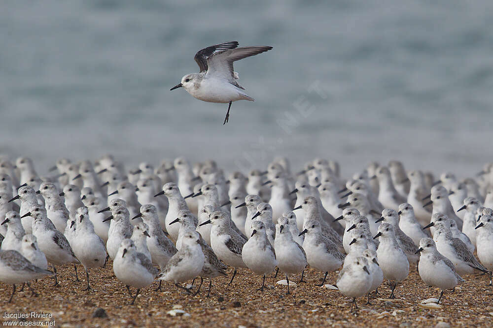 Sanderling, habitat, pigmentation, Behaviour