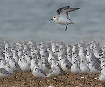 Bécasseau sanderling