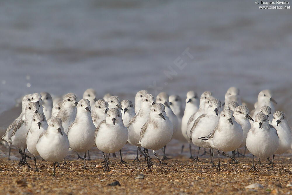 Sanderling