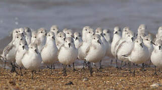 Sanderling