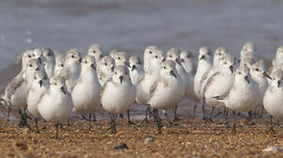 Bécasseau sanderling