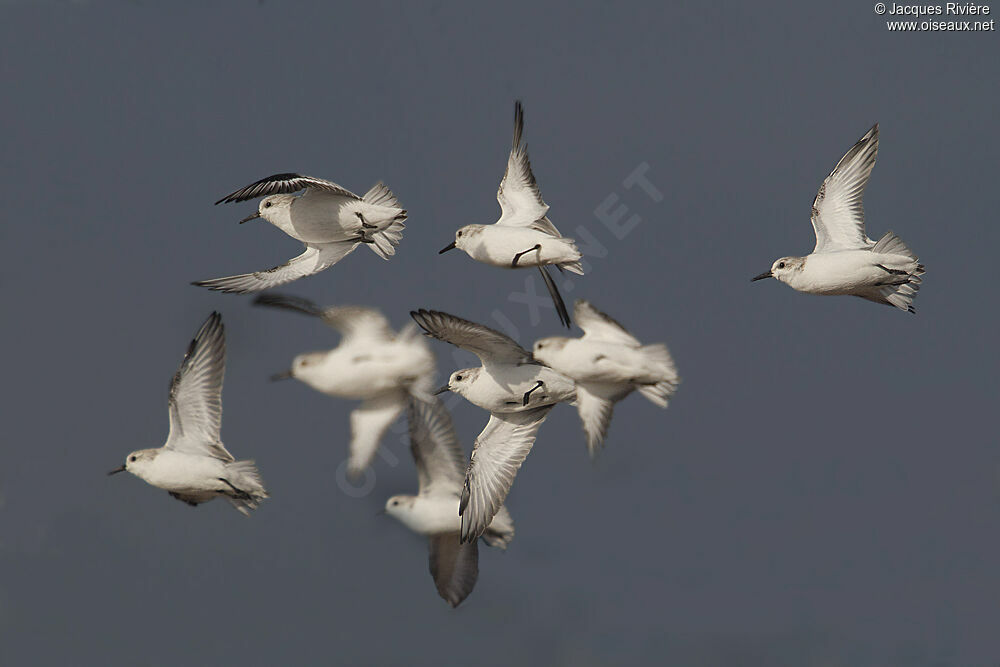 Bécasseau sanderling, Vol