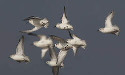 Bécasseau sanderling