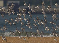 Bécasseau sanderling