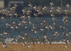 Bécasseau sanderling