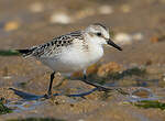 Bécasseau sanderling