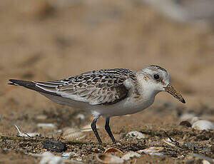 Bécasseau sanderling