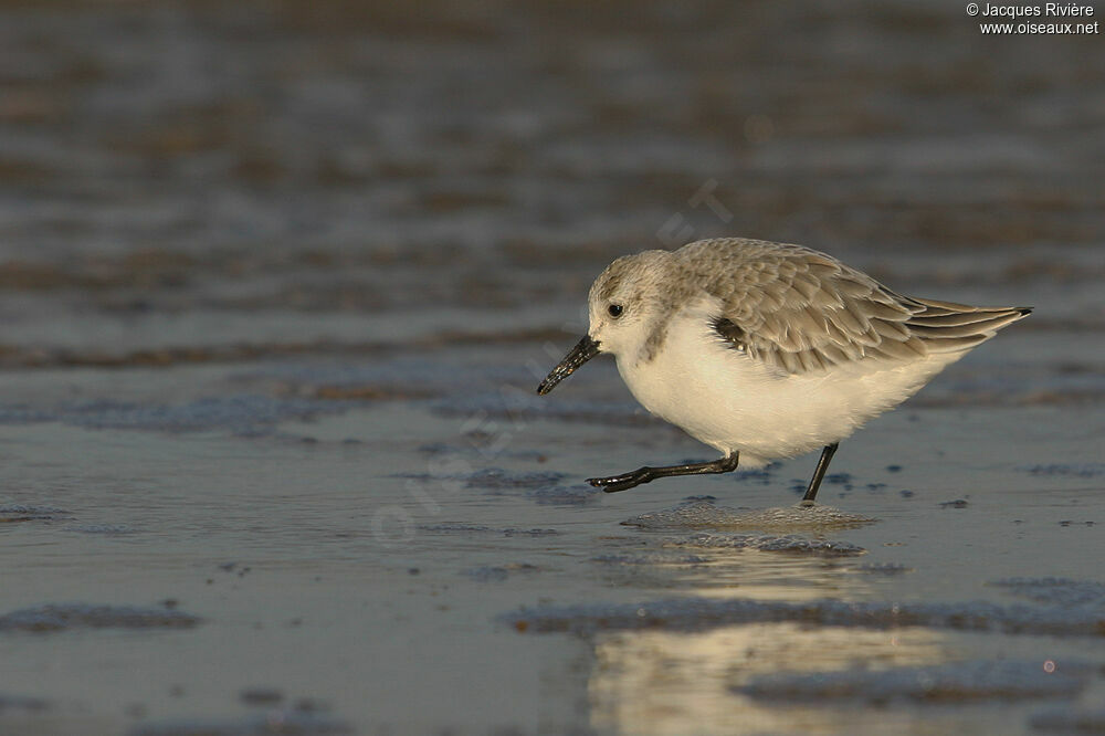 Sanderlingadult post breeding