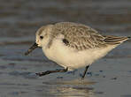 Bécasseau sanderling