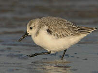 Bécasseau sanderling