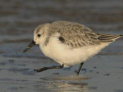 Sanderling