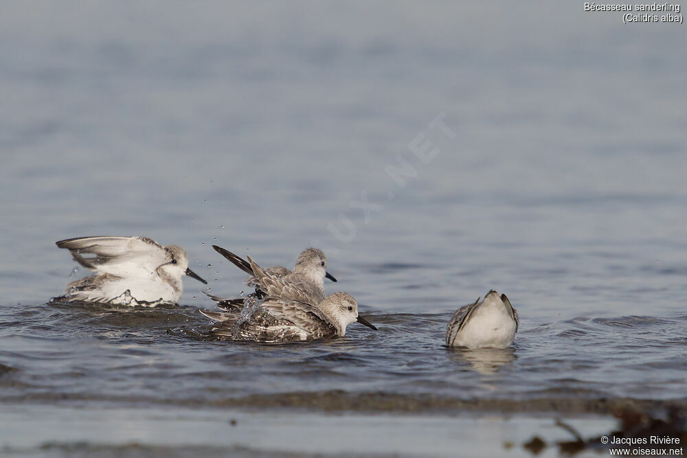 Bécasseau sanderlingadulte internuptial, identification, nage