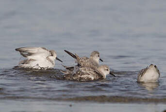 Bécasseau sanderling