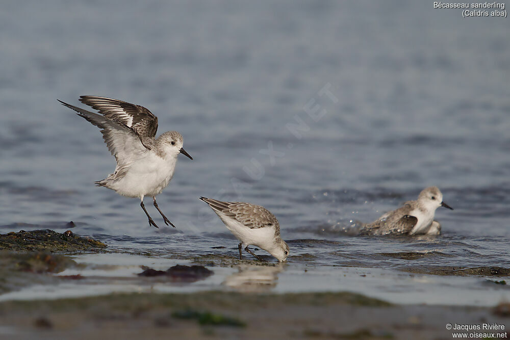 Sanderlingadult post breeding, identification