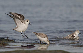 Bécasseau sanderling