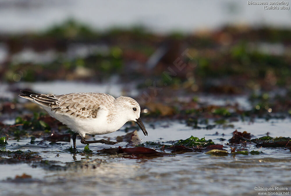 Sanderlingadult post breeding, walking