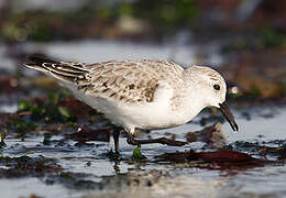 Sanderling