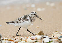 Bécasseau sanderling