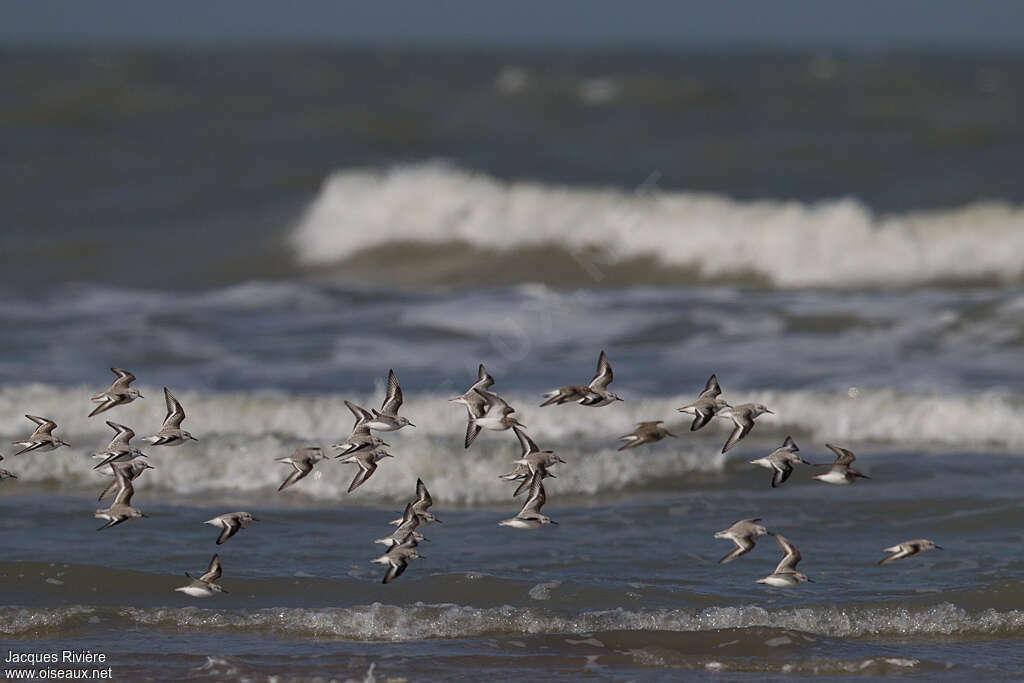 Sanderling, habitat