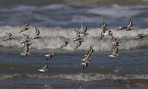 Bécasseau sanderling