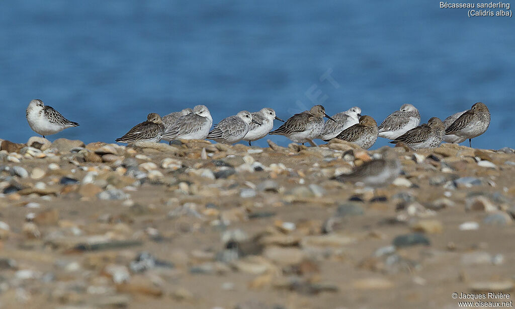 Sanderlingadult post breeding