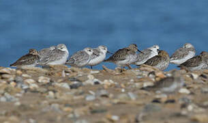 Bécasseau sanderling