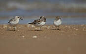 Bécasseau sanderling