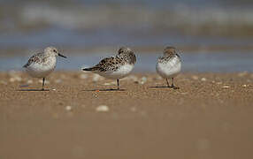 Sanderling