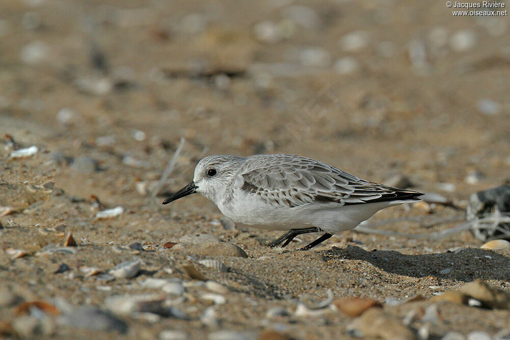 Sanderlingadult post breeding