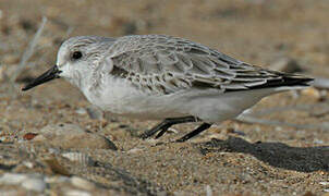 Bécasseau sanderling