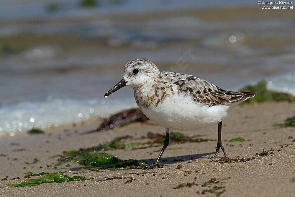 Sanderlingadult post breeding