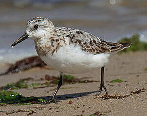 Bécasseau sanderling