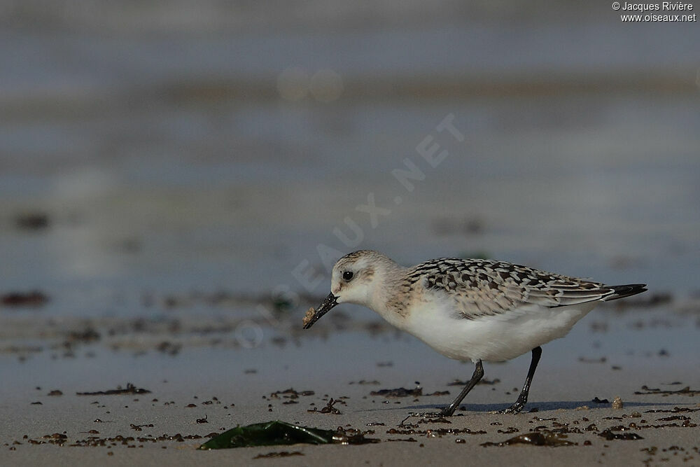 Sanderlingadult post breeding