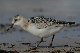 Sanderling