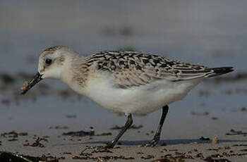 Bécasseau sanderling