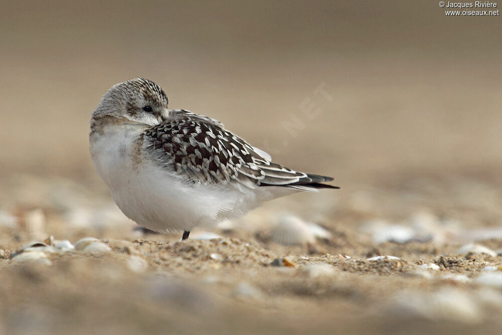 Sanderlingadult post breeding