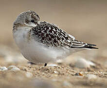 Bécasseau sanderling