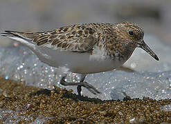 Bécasseau sanderling