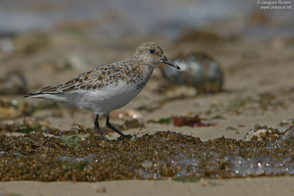 Sanderlingadult breeding
