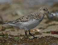 Bécasseau sanderling