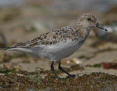 Bécasseau sanderling