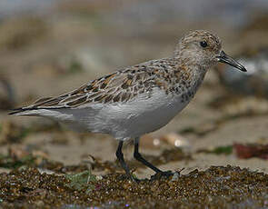 Bécasseau sanderling