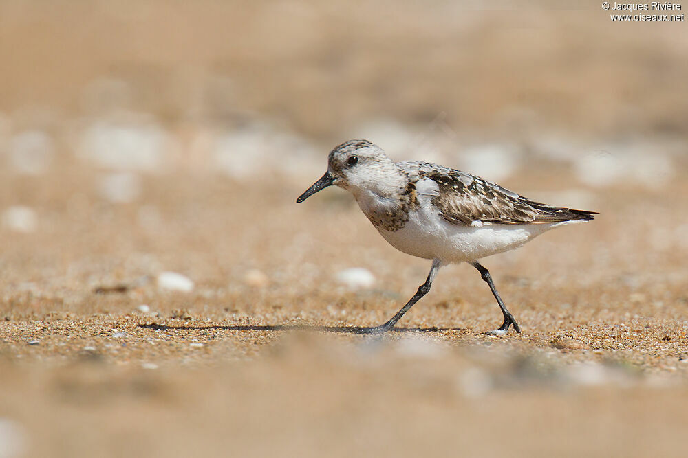 Sanderling