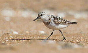 Bécasseau sanderling